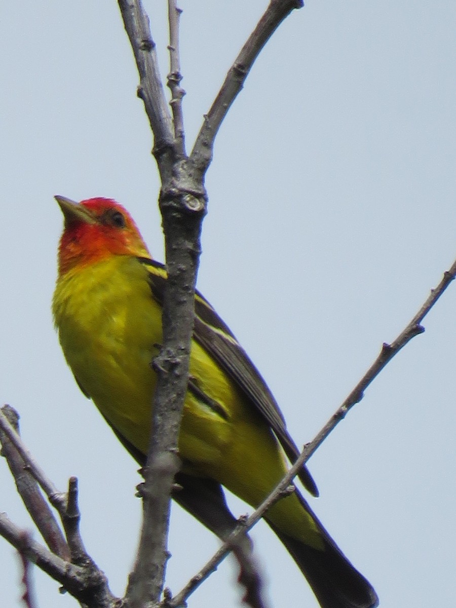 Western Tanager - Laura Wilson