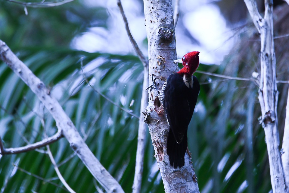 Robust Woodpecker - Nereston Camargo