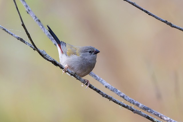 Red-browed Firetail