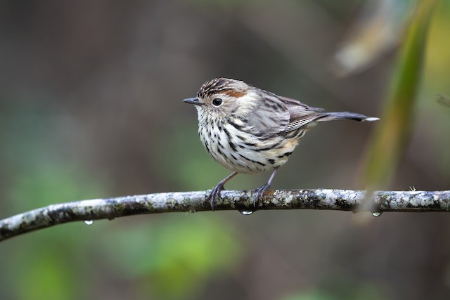 Speckled Warbler