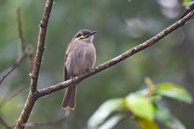 Yellow-faced Honeyeater