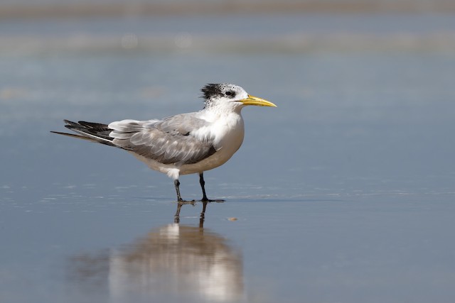 Great Crested Tern