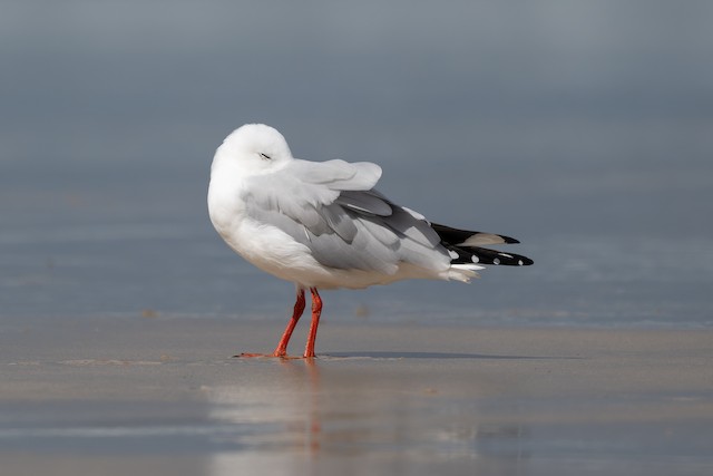 Silver Gull