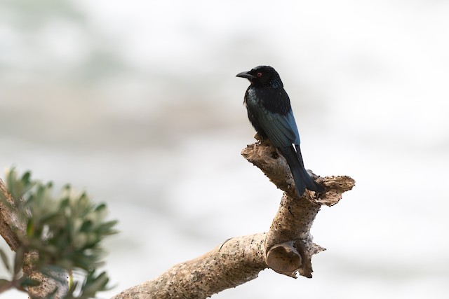 Spangled Drongo