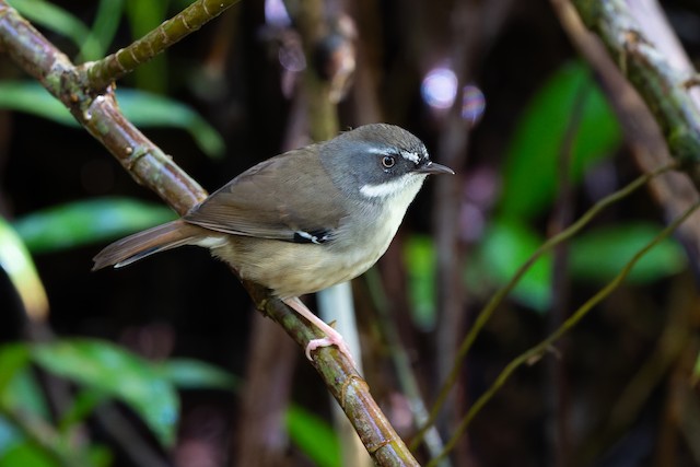 White-browed Scrubwren