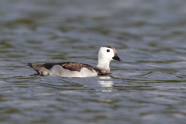 Cotton Pygmy-Goose