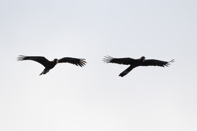 Yellow-tailed Black-Cockatoo