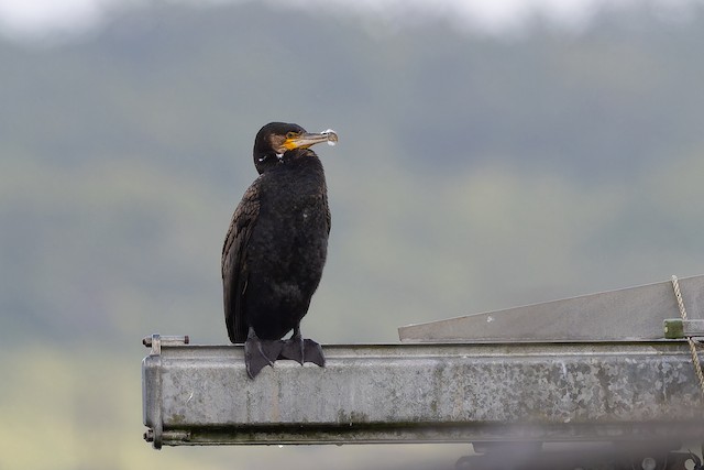 Great Cormorant