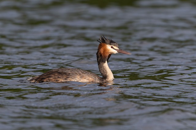 Great Crested Grebe