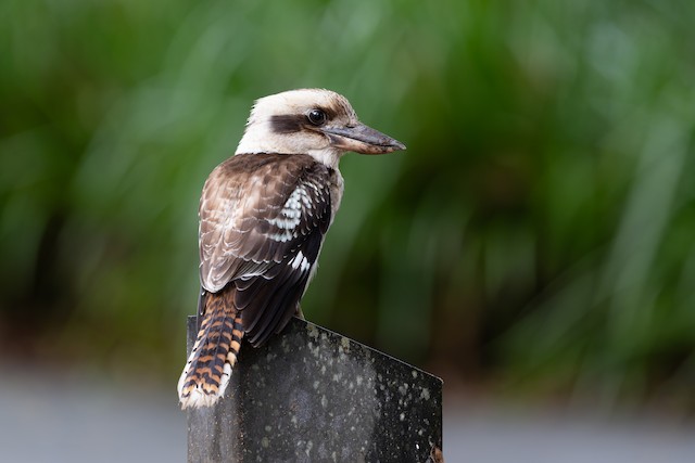Laughing Kookaburra