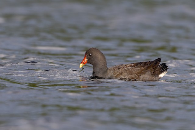 Dusky Moorhen