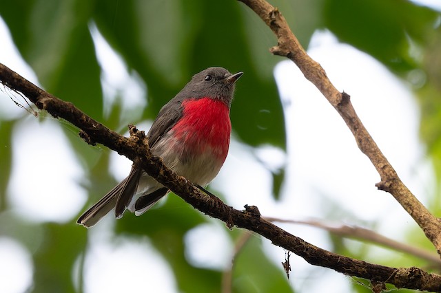 Rose Robin