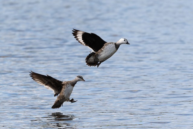 Cotton Pygmy-Goose