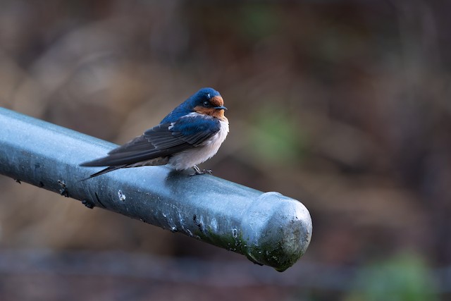 Welcome Swallow