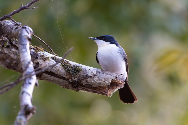 Restless Flycatcher