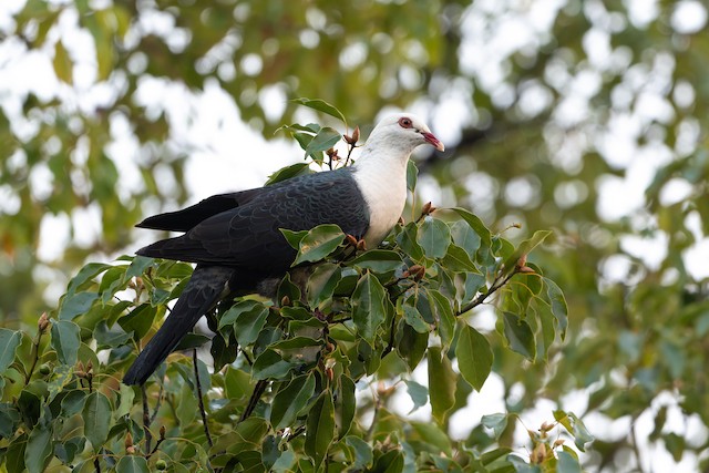 White-headed Pigeon