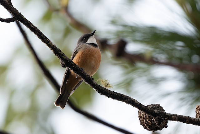 Rufous Whistler