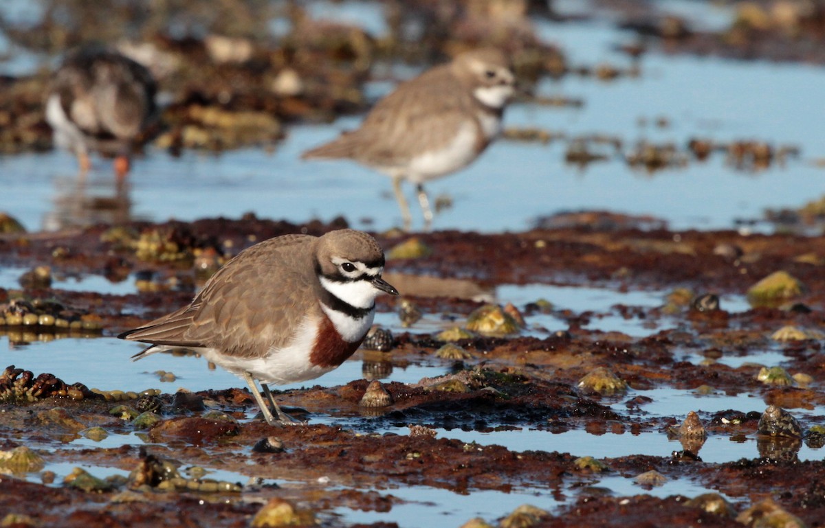 Double-banded Plover - Corey Callaghan