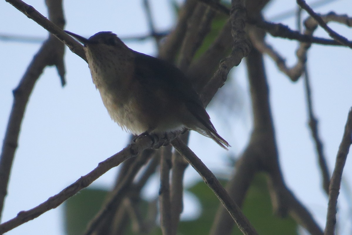 Calliope Hummingbird - Bob Nieman
