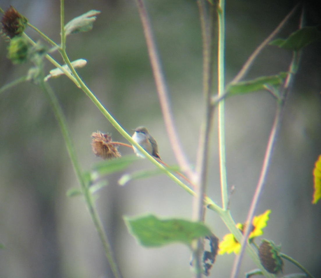 Calliope Hummingbird - ML65905851