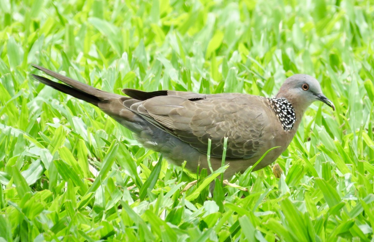 Spotted Dove - Victor Stoll