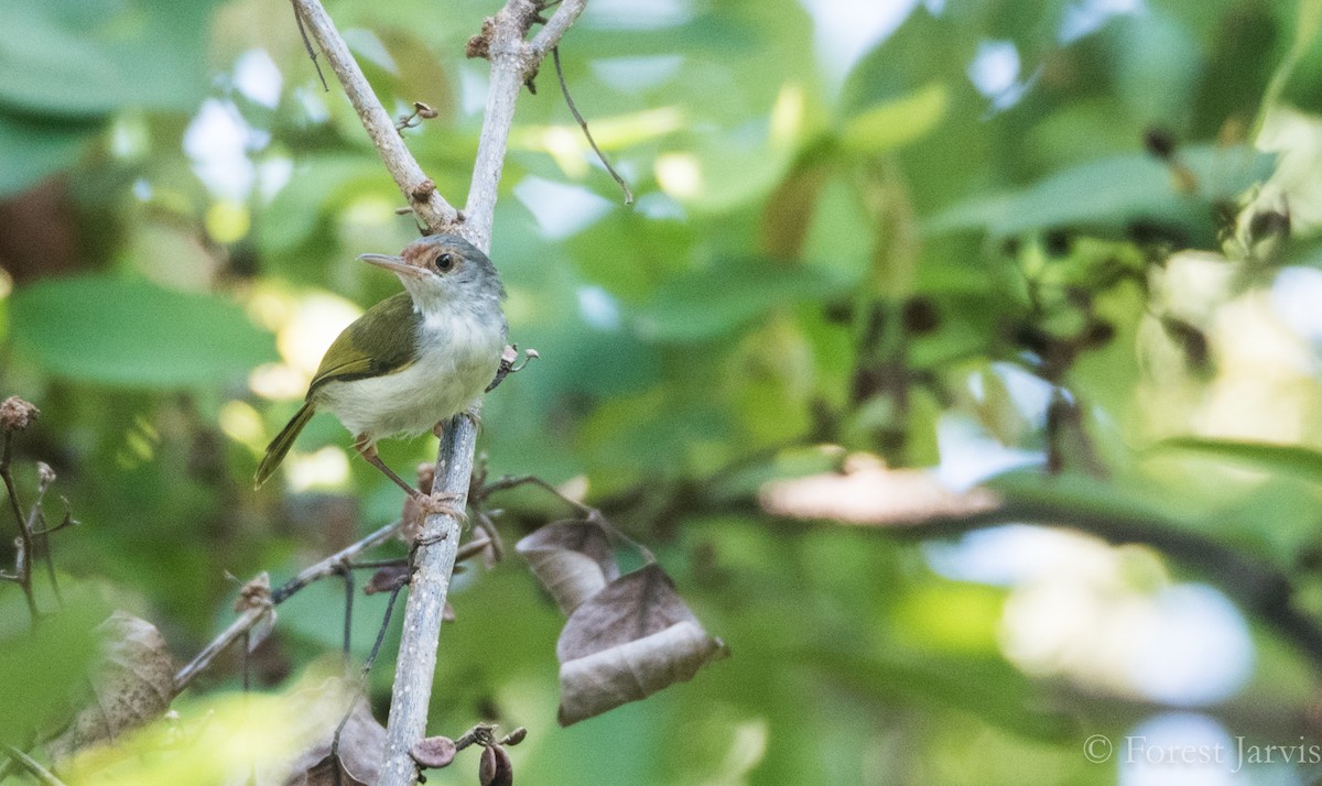 Rufous-fronted Tailorbird - Forest Botial-Jarvis
