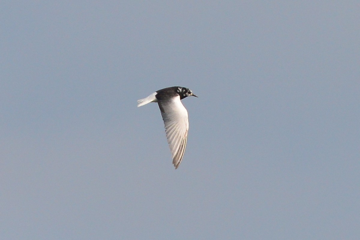 White-winged Tern - ML65907201