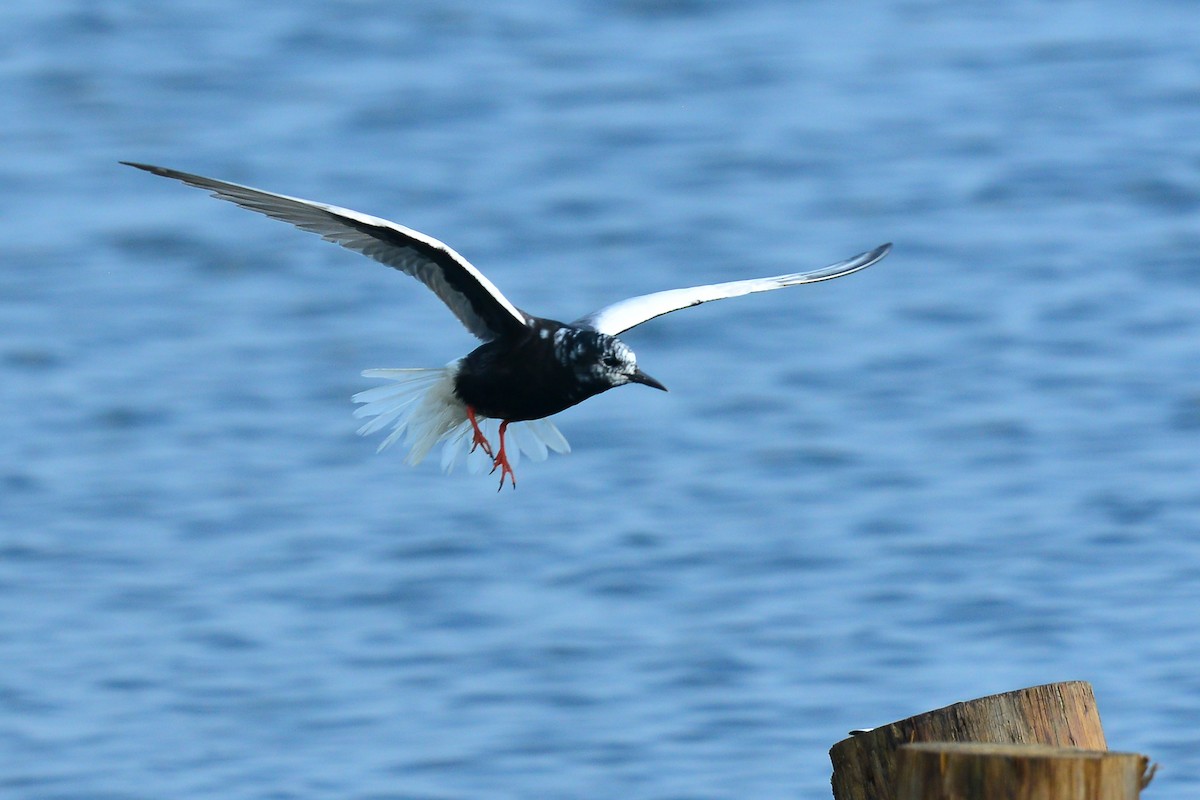 White-winged Tern - ML65907321