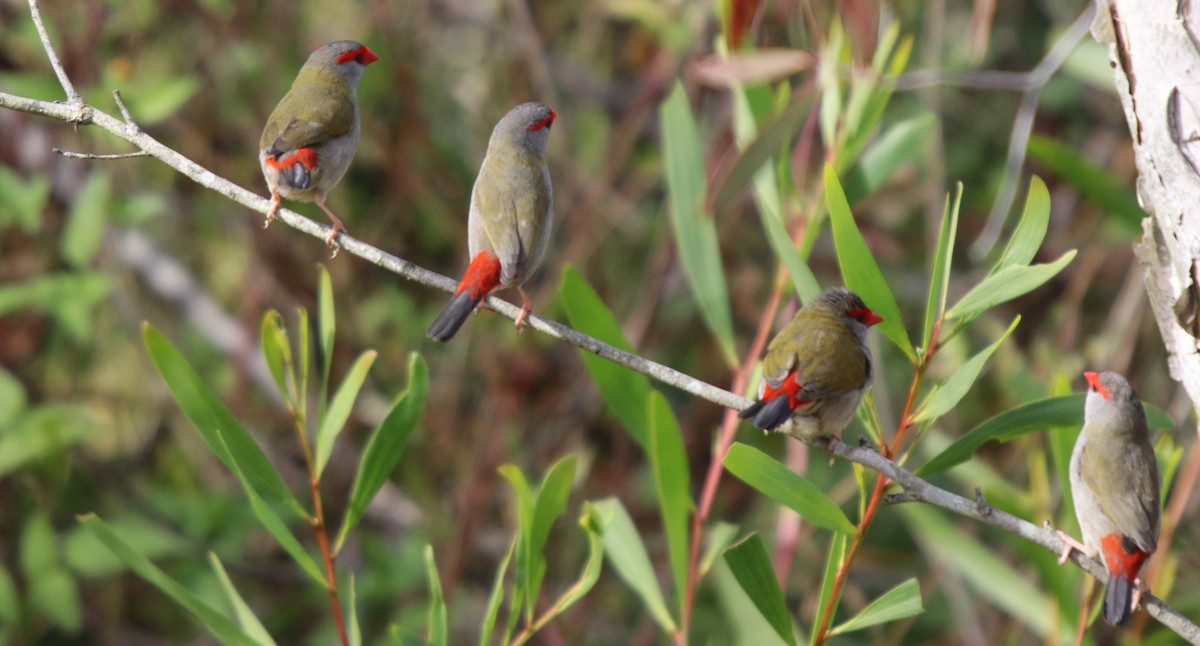 Red-browed Firetail - ML65909151