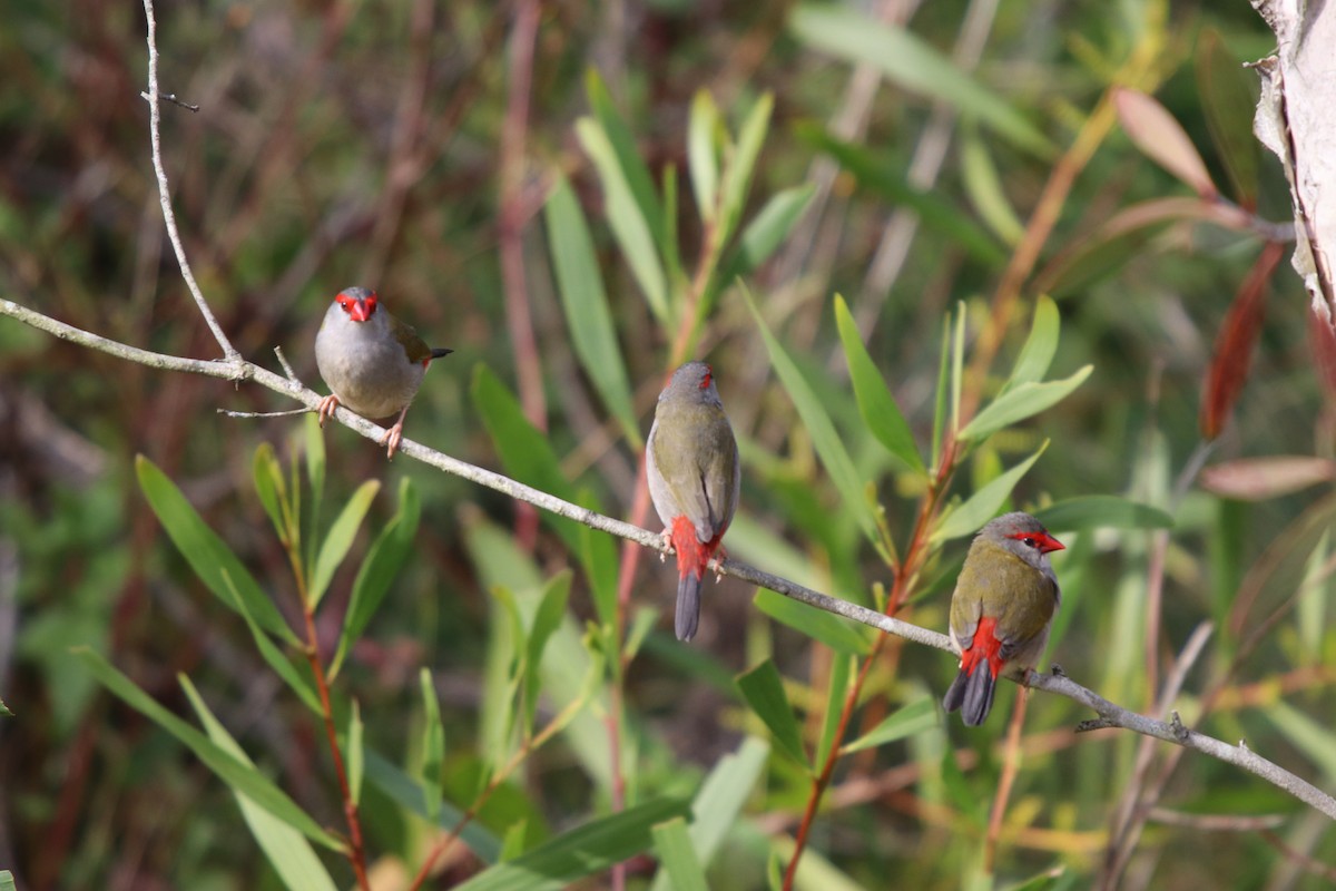 Red-browed Firetail - ML65909751
