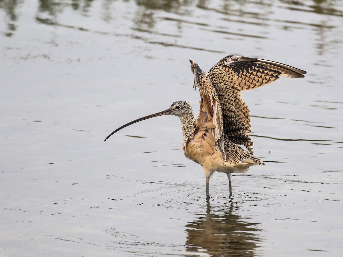Long-billed Curlew - Bruce Aird