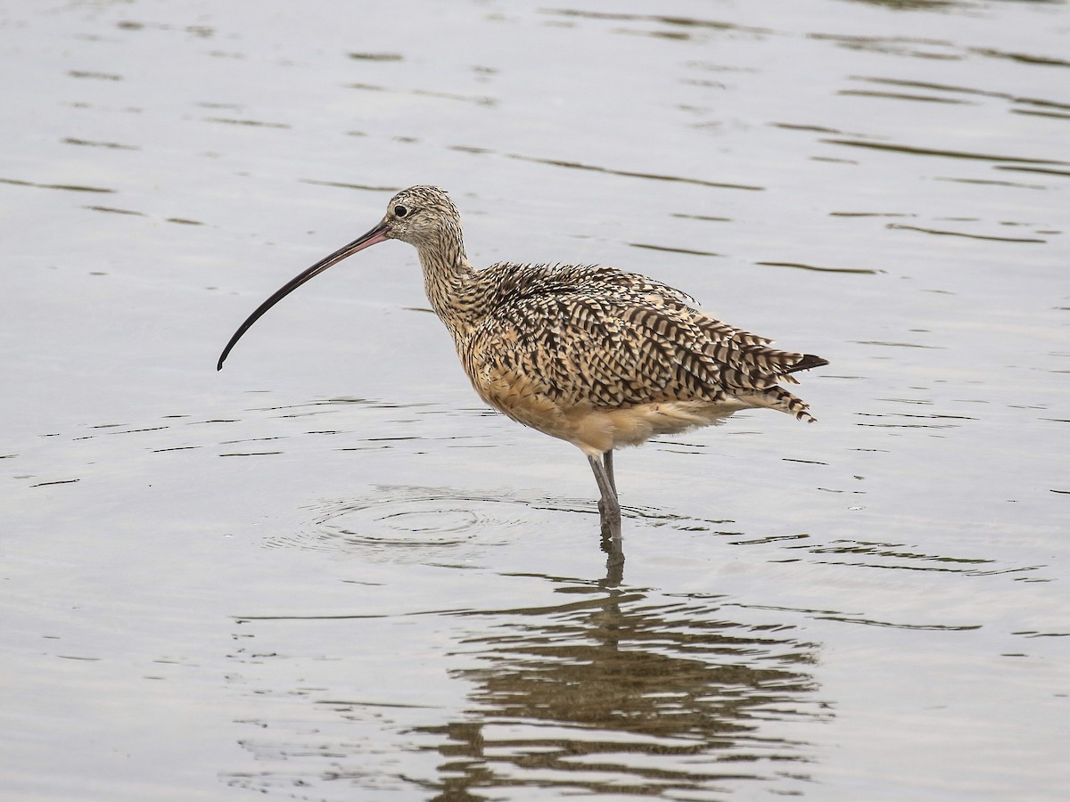 Long-billed Curlew - ML65913161