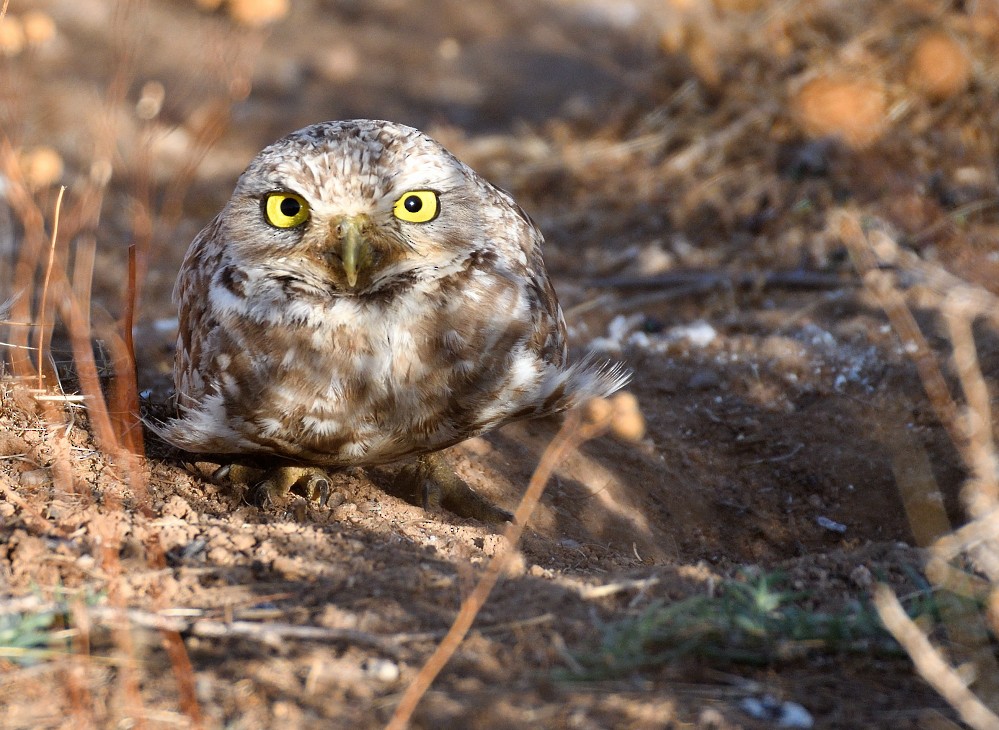Burrowing Owl - Roy Fisher