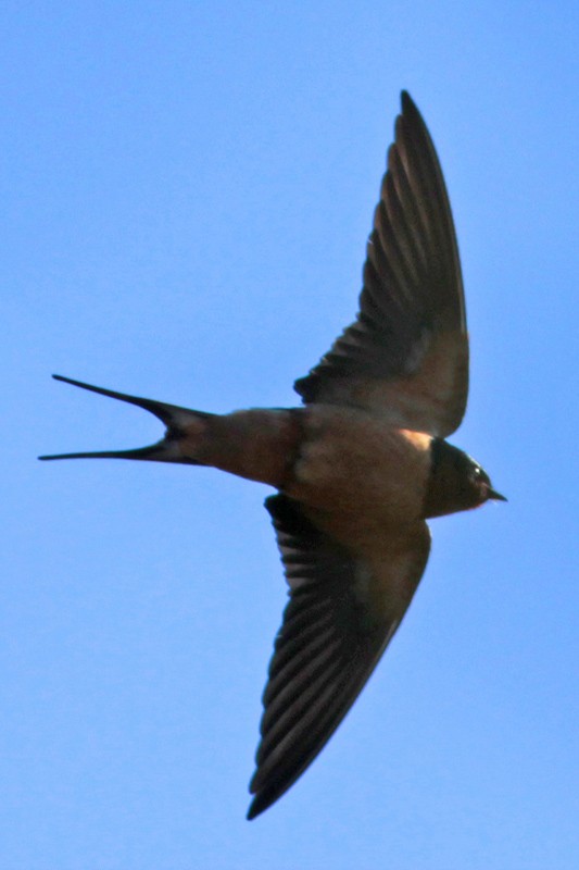 Barn Swallow - ML65914941