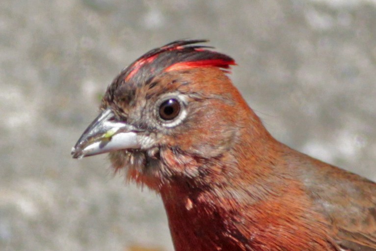 Red-crested Finch - ML65915001