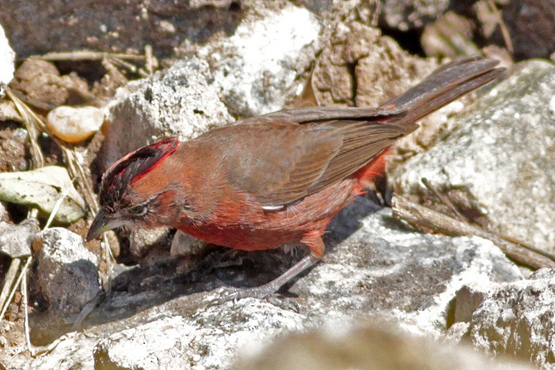 Red-crested Finch - ML65915041