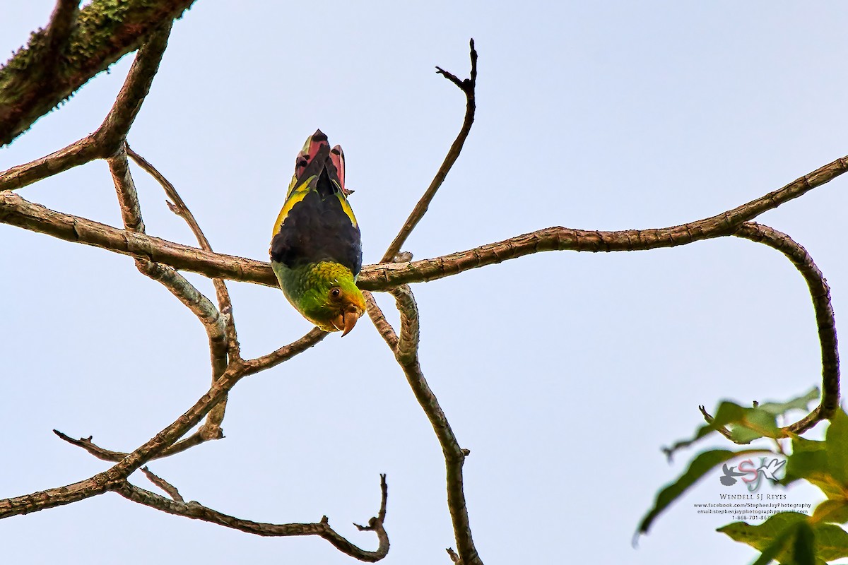 Lilac-tailed Parrotlet - Wendell SJ Reyes