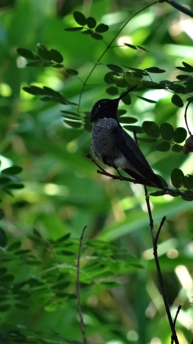 Costa's Hummingbird - ML65917581