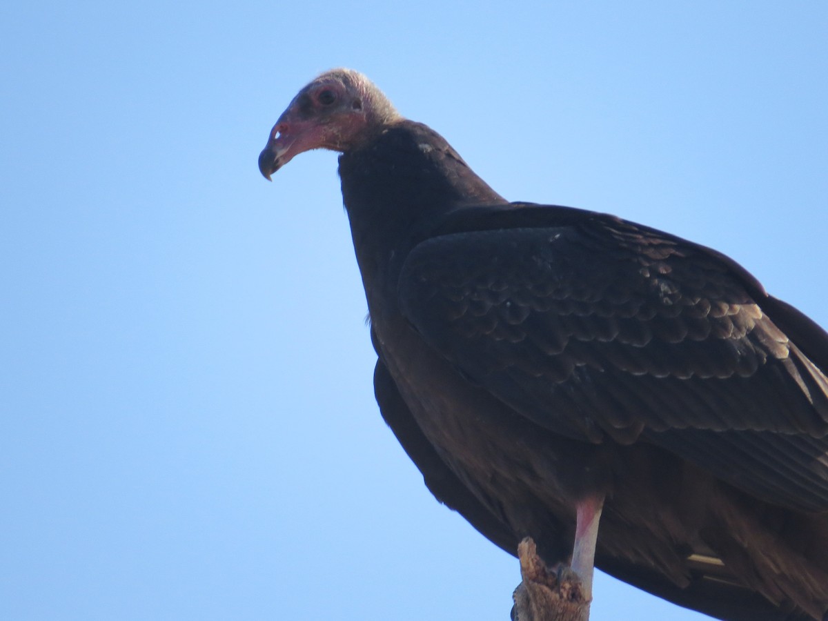 Turkey Vulture - ML65919631