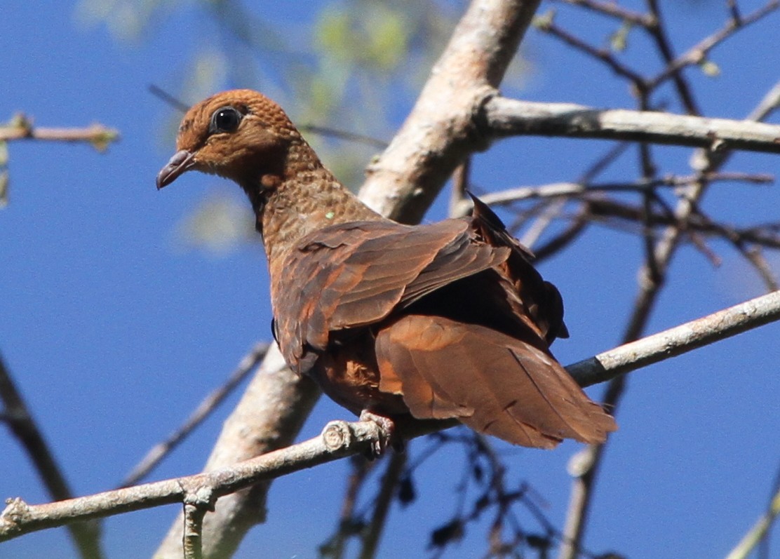 Little Cuckoo-Dove (Eucalypt) - eBird