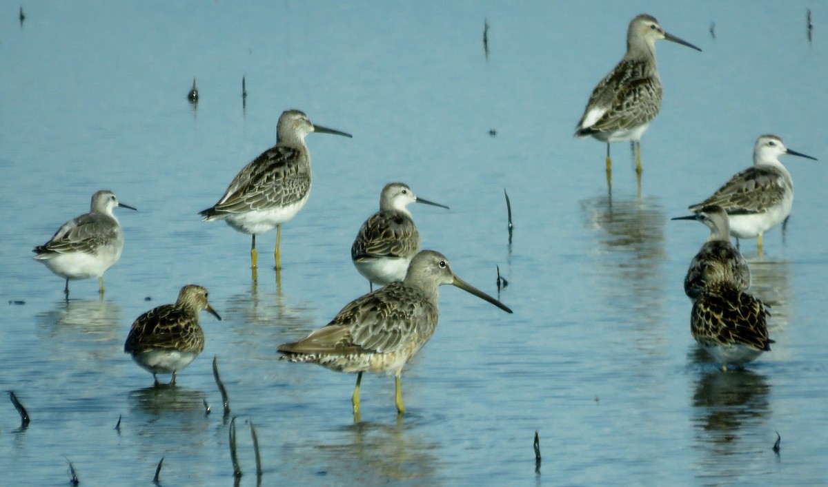 Long-billed Dowitcher - ML65920531
