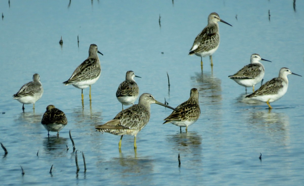 Long-billed Dowitcher - ML65920541