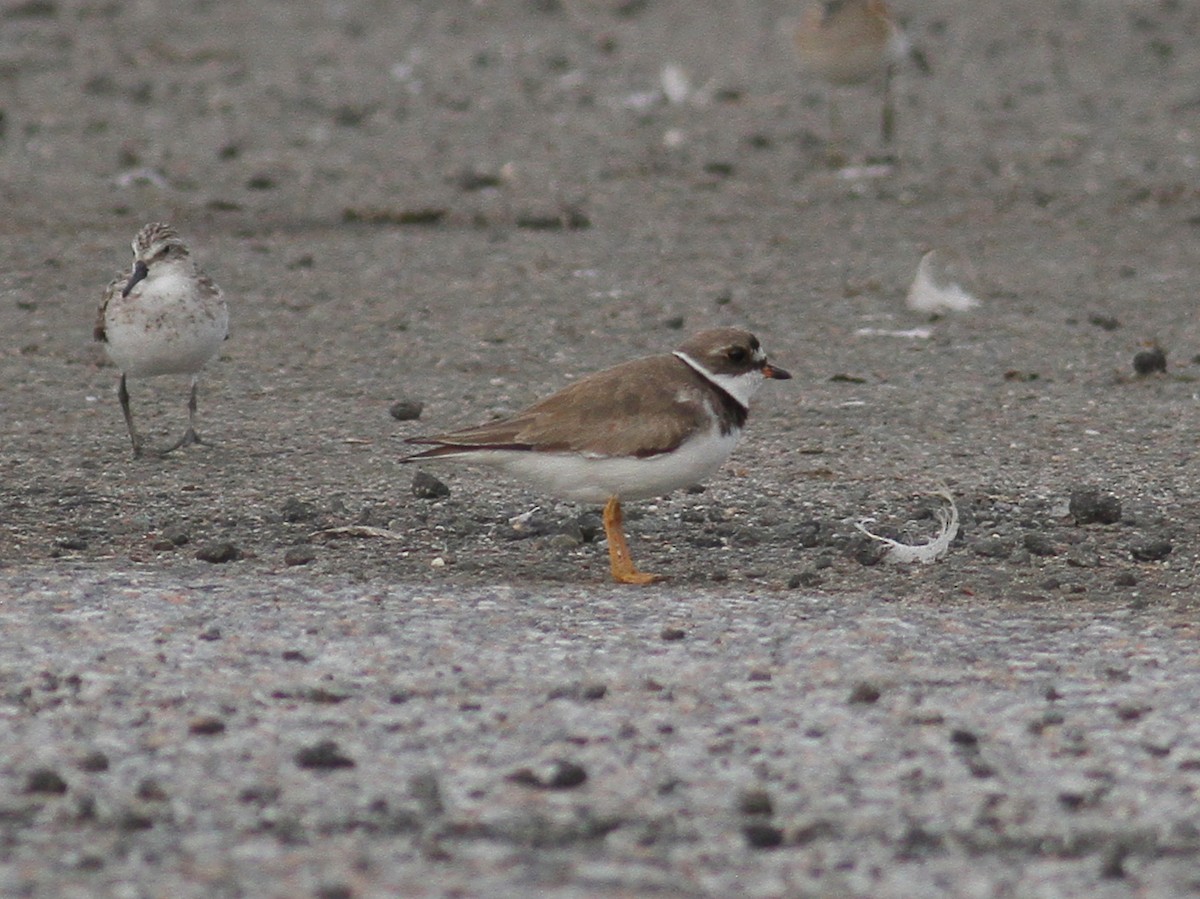 Semipalmated Plover - ML65921951