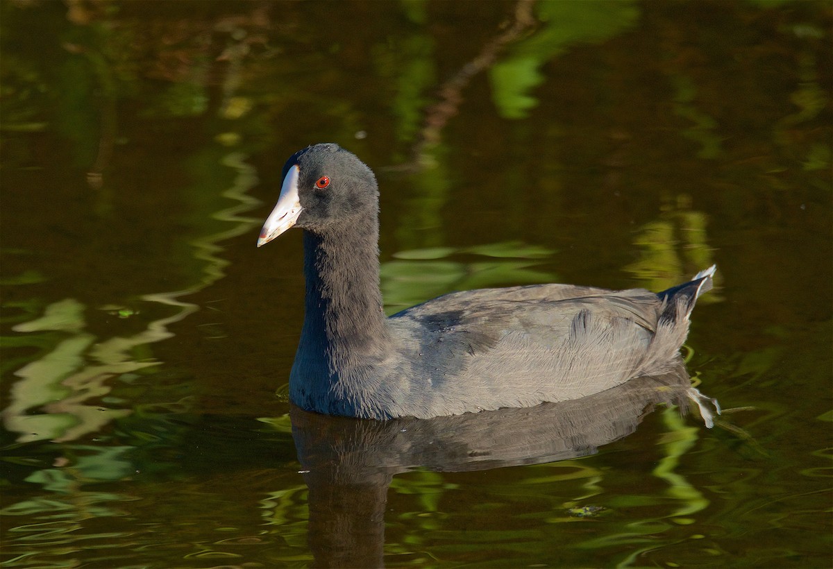 American Coot (White-shielded) - ML65922141