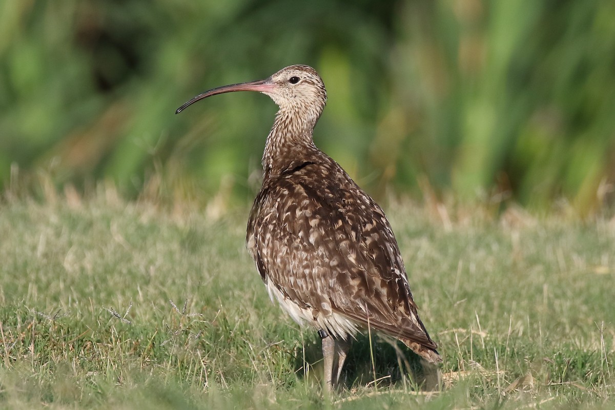 Bristle-thighed Curlew - ML65922721