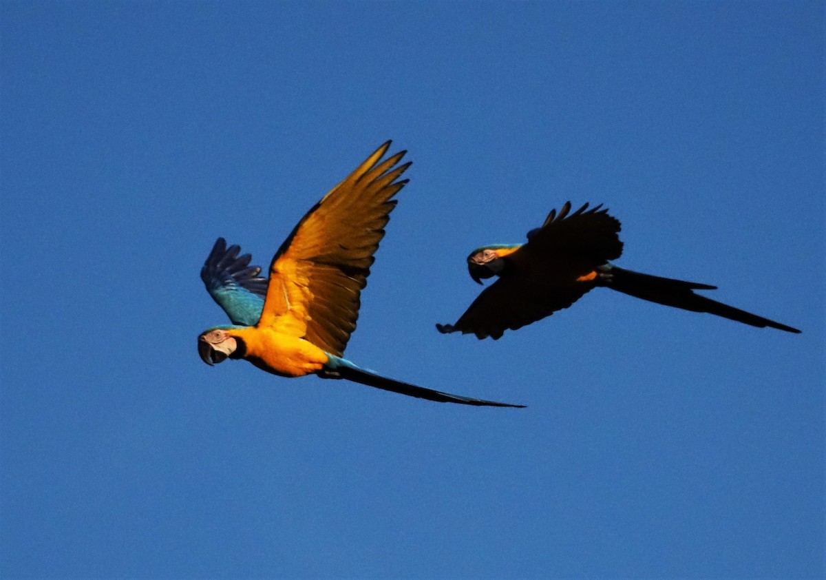 Blue-and-yellow Macaw - Ottavio Janni