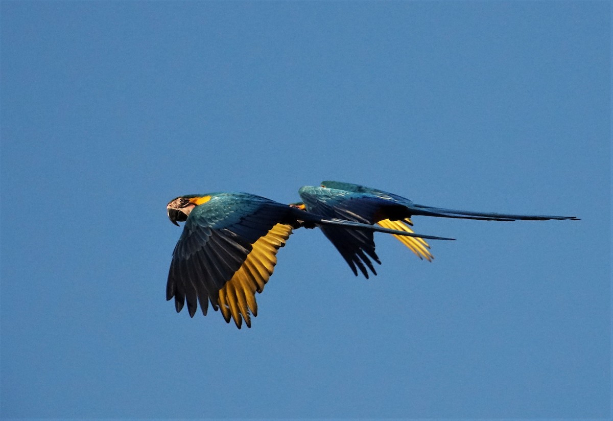 Blue-and-yellow Macaw - ML65922991