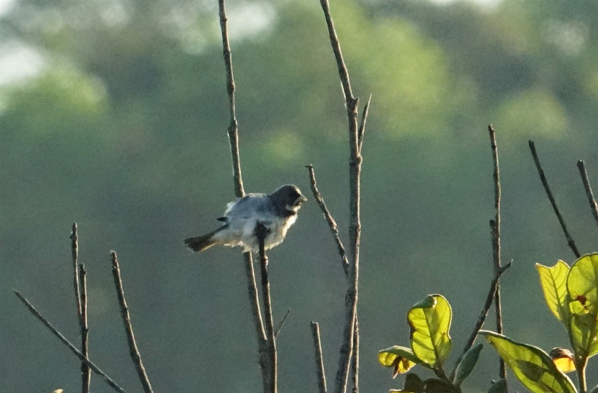 Double-collared Seedeater - ML65923021