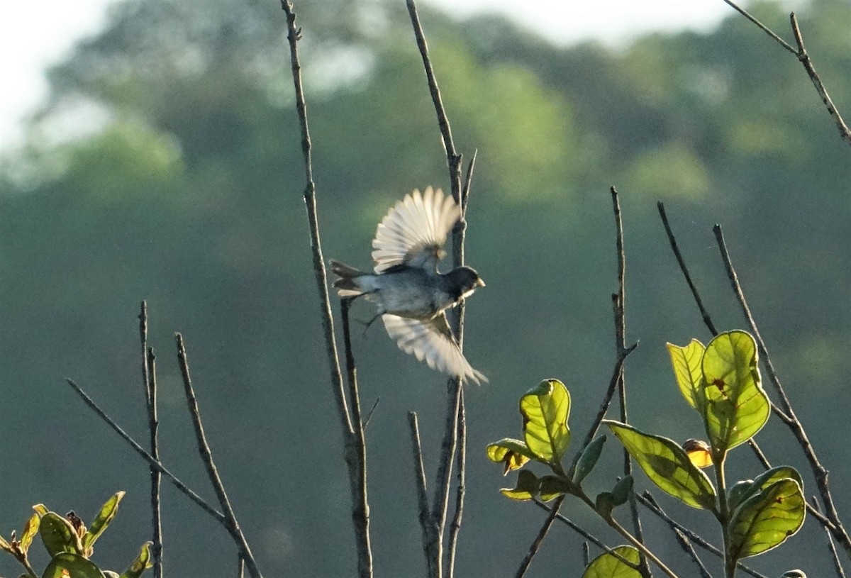 Double-collared Seedeater - ML65923031