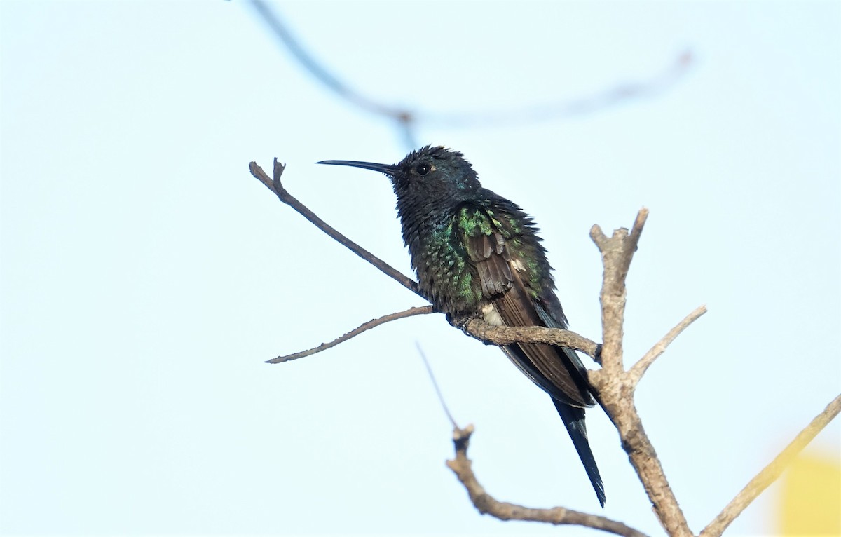 Swallow-tailed Hummingbird - ML65923041